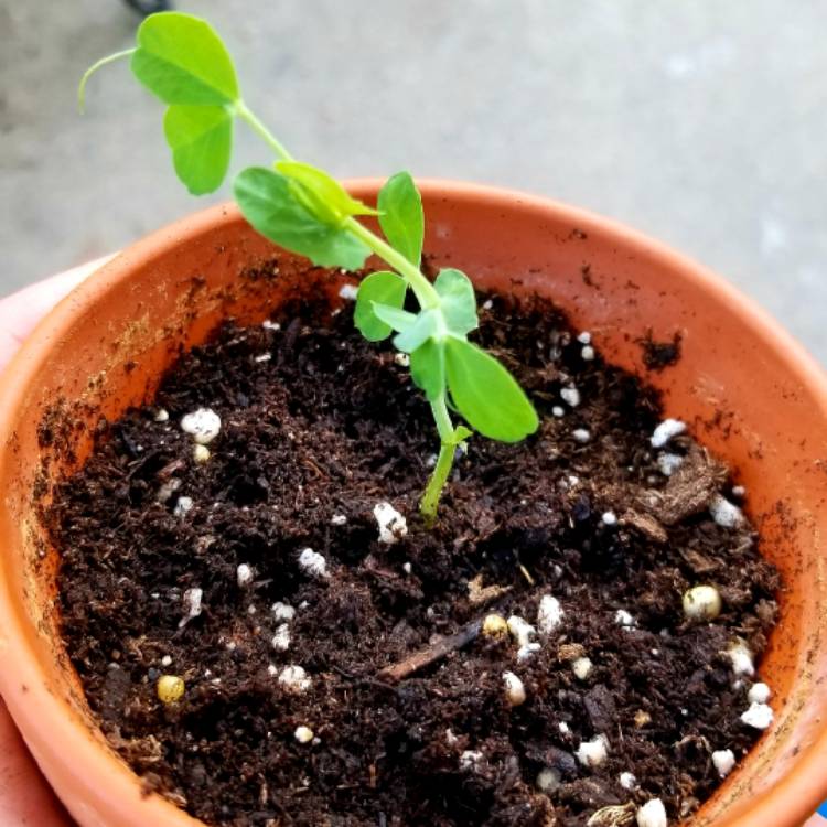 plant image 767980