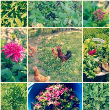 Megan's garden