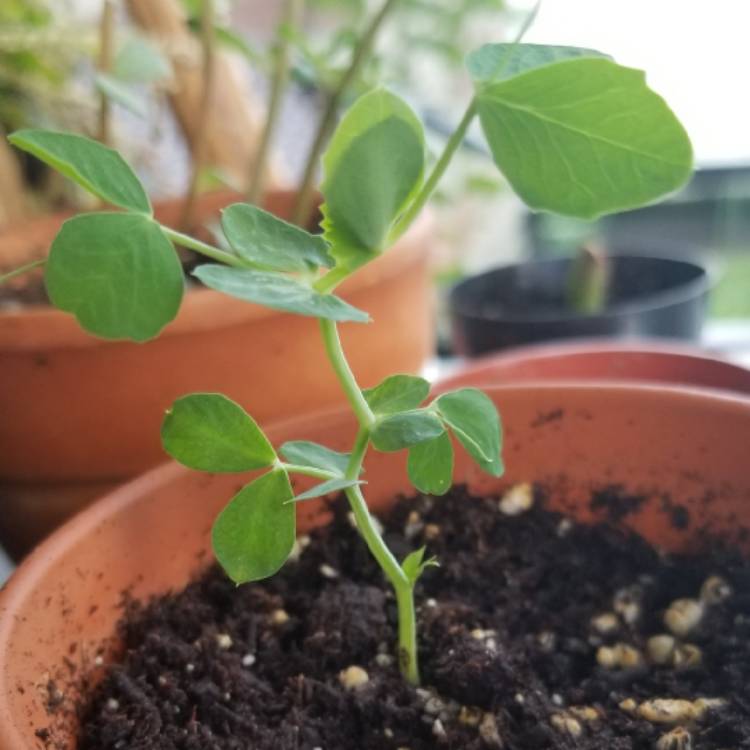 Plant image Olea europaea 'Kalamata'