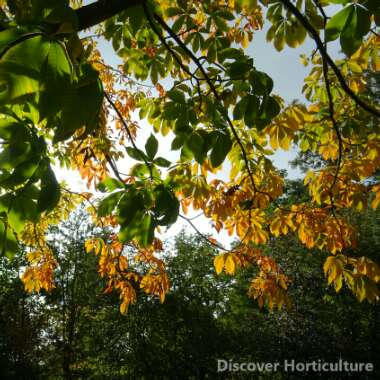 Aesculus parviflora