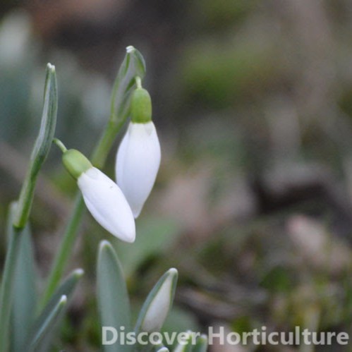 plant image 295107