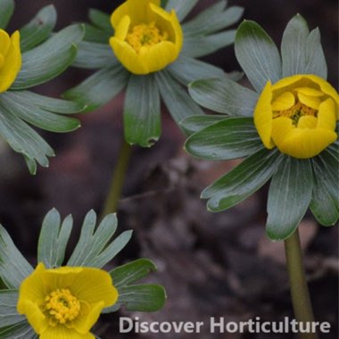 Eranthis hyemalis
