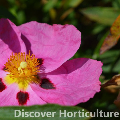 Plant image Cistus x purpureus 'Betty Taudevin'