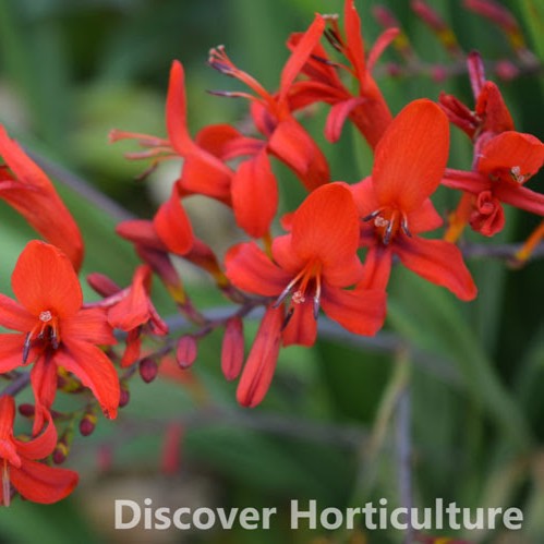 Plant image Crocosmia 'Lucifer's Children'