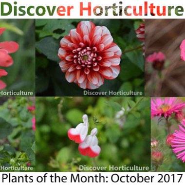Discover's garden