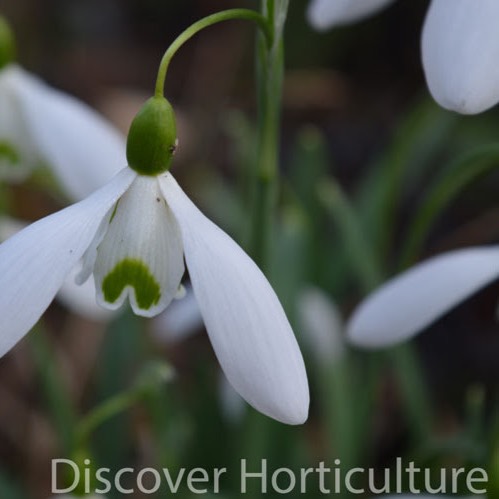 plant image 622262