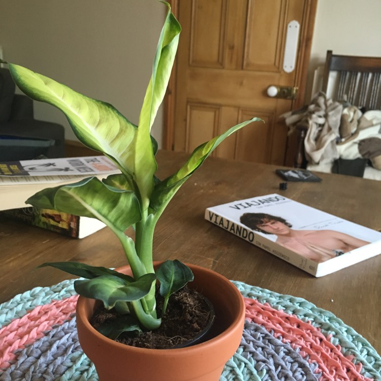 plant image 357318