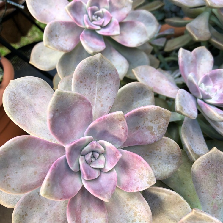 plant image 976964