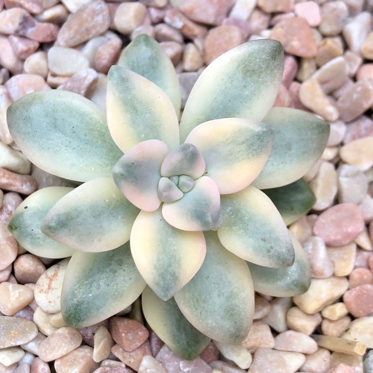 Plant image Graptopetalum Mendozae Variegata