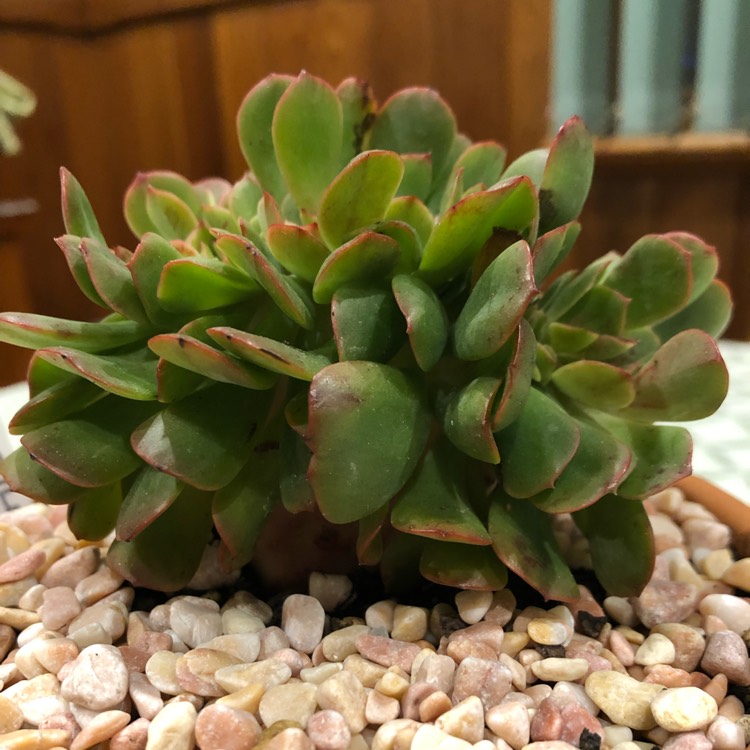 plant image 977152