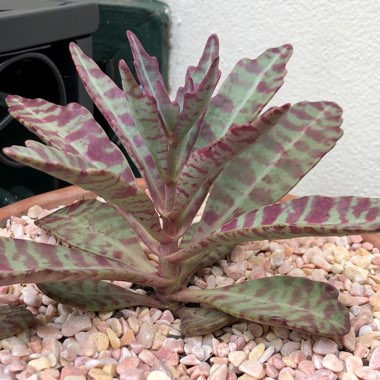 Kalanchoe 'Gremlin'