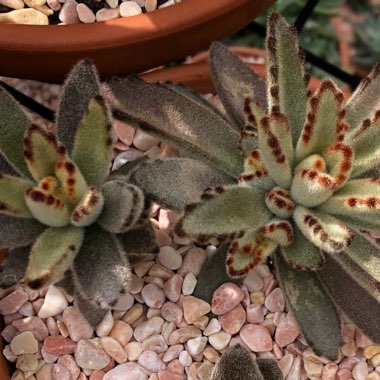 Kalanchoe 'Tomentosa'