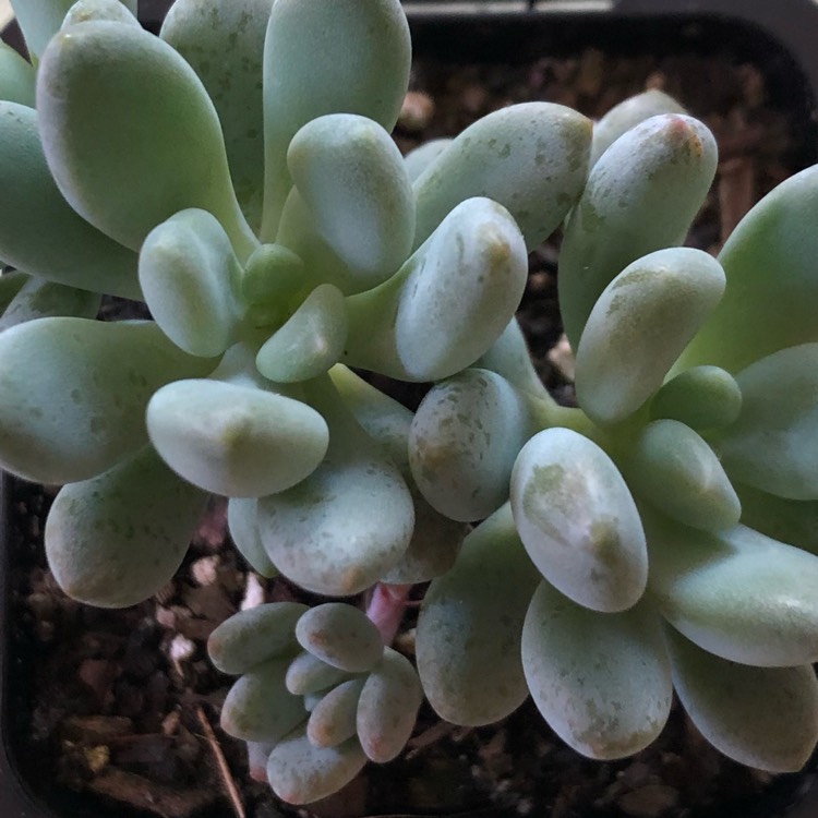 Plant image x Pachyveria Clavifolia
