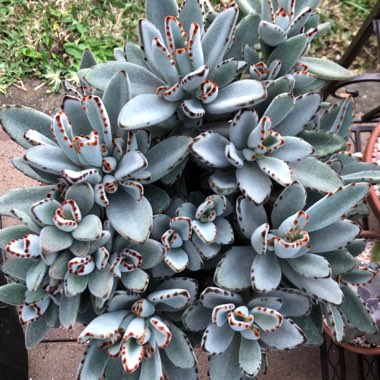 Kalanchoe 'Tomentosa'