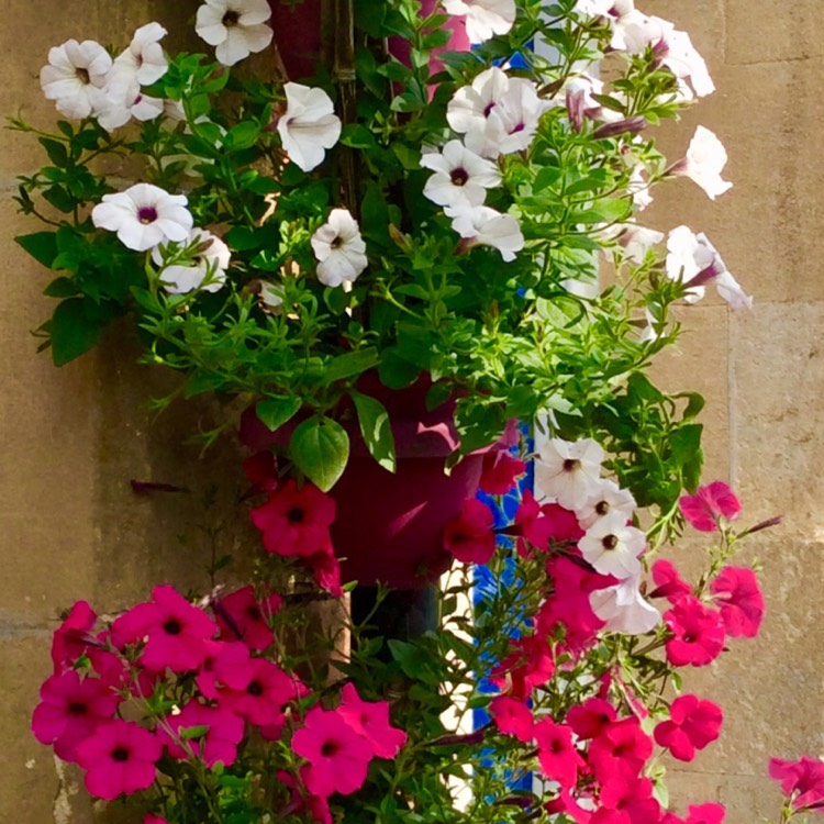 Plant image Petunia Tidal Wave 'Purple Hybrid'