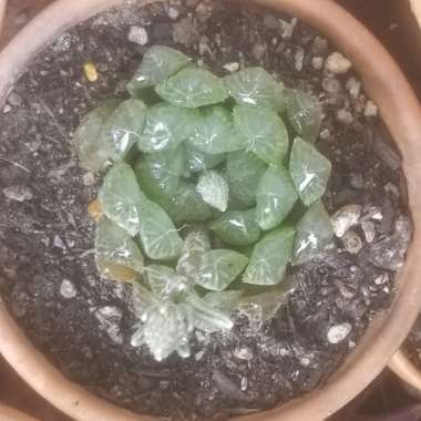 Haworthia Cooperi