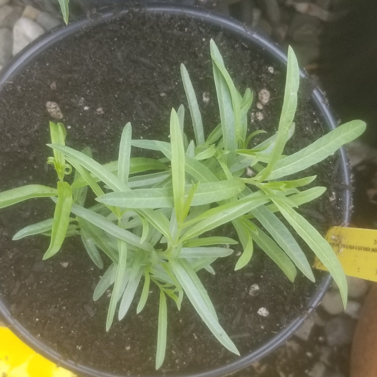 Plant image Asclepias fascicularis