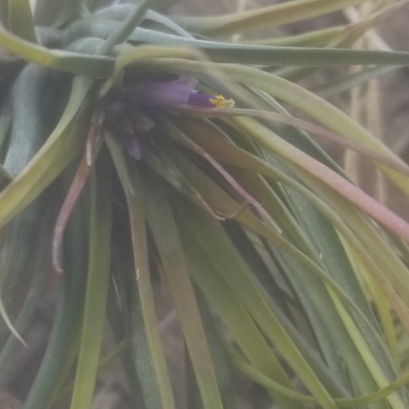 plant image 1023883