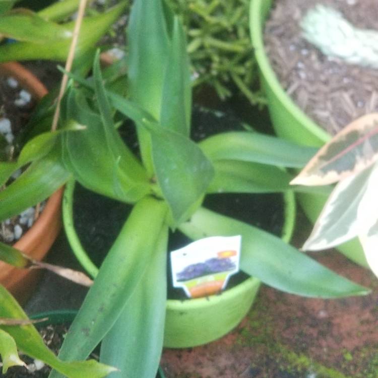plant image 1027950 plant image 1027950