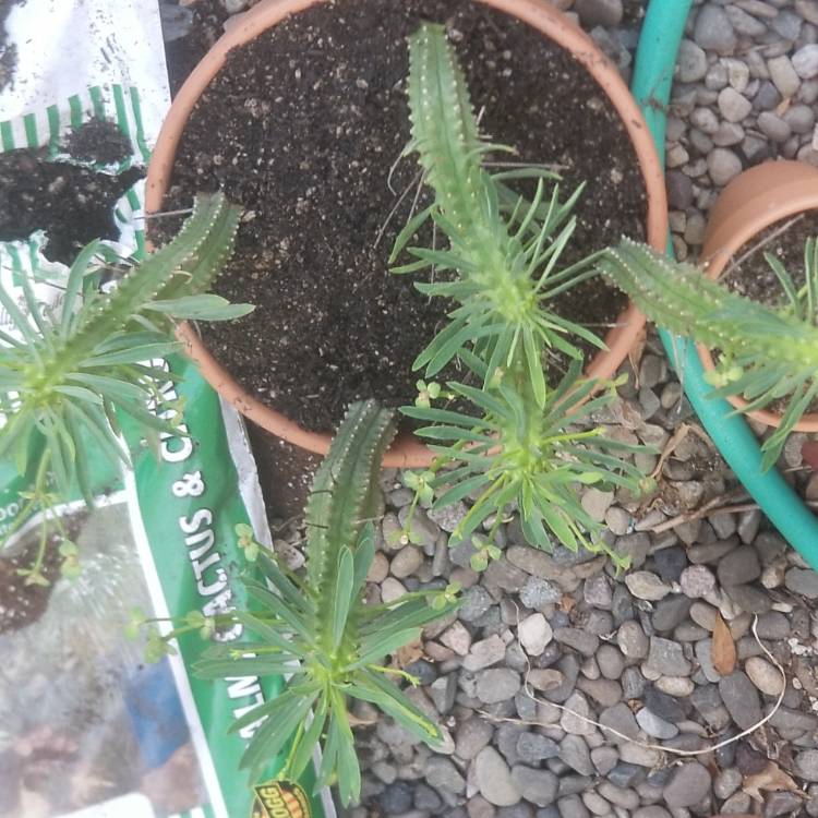 Plant image Euphorbia Loricata