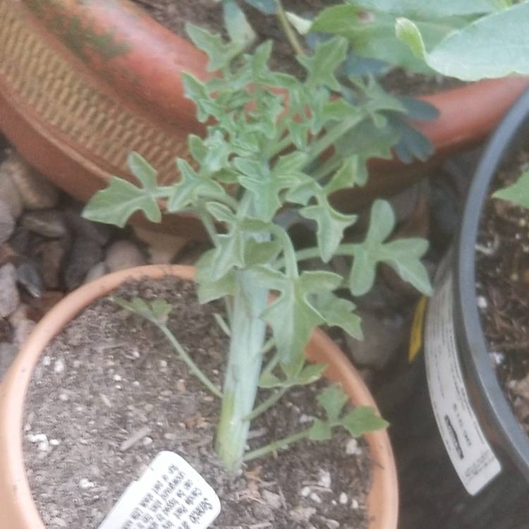 plant image 1029156 plant image 1029156