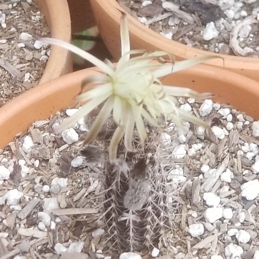 Plant image Echinopsis mirabilis syn. Setiechinopsis mirabilis