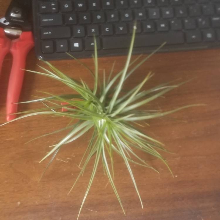Plant image Tillandsia caulescens