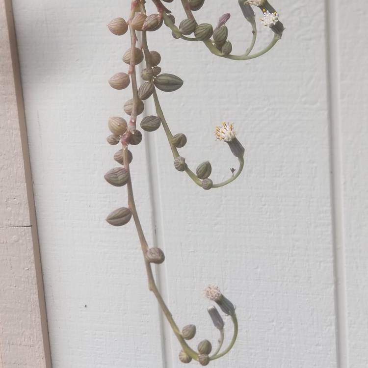 plant image 1045964