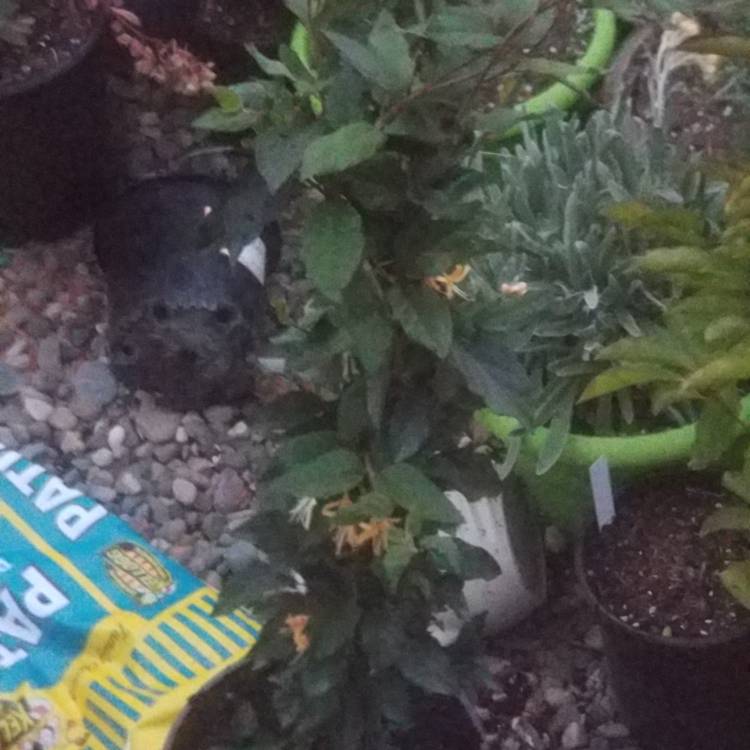 plant image 1050226
