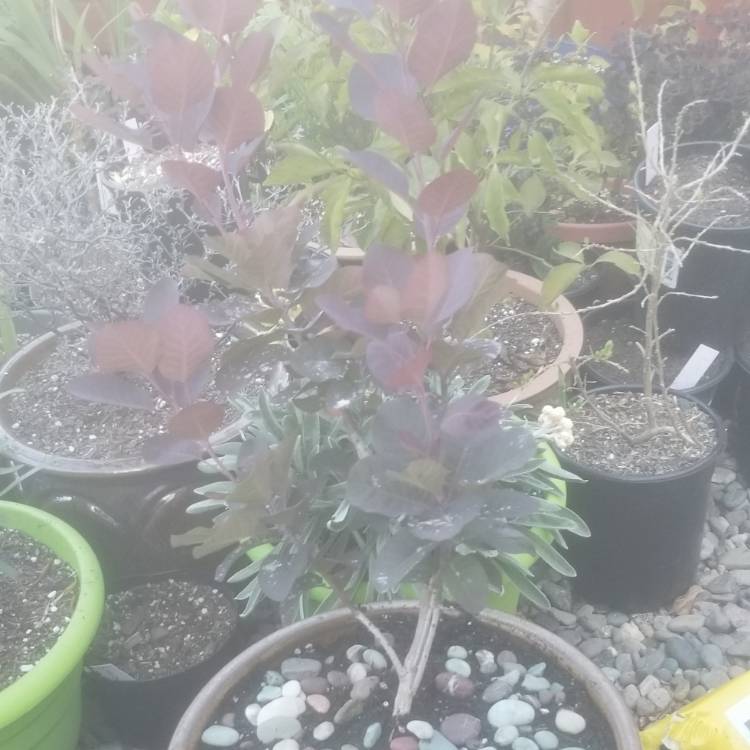 Plant image Cotinus coggygria 'Royal Purple'