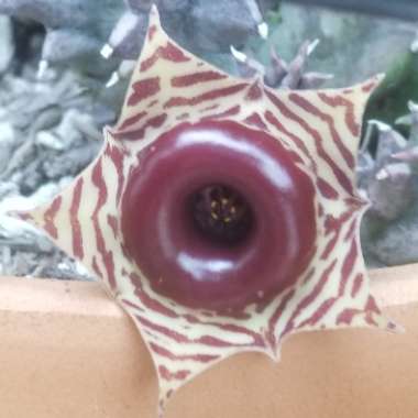 Huernia Zebrina