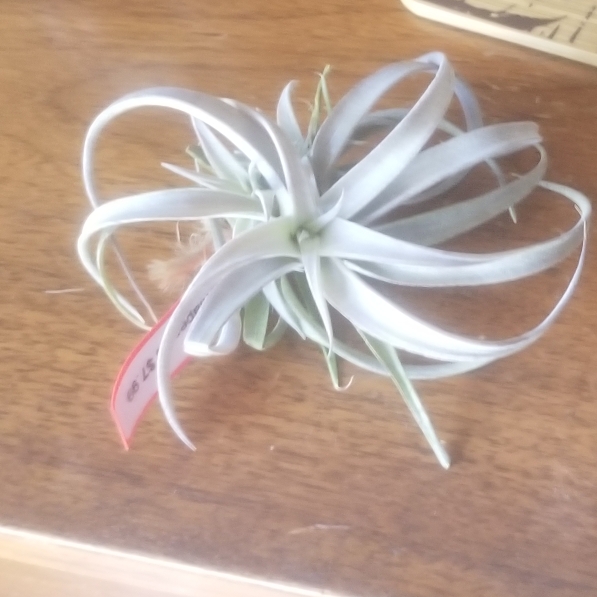 Plant image Tillandsia chiapensis