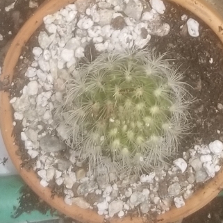Plant image Mammillaria
