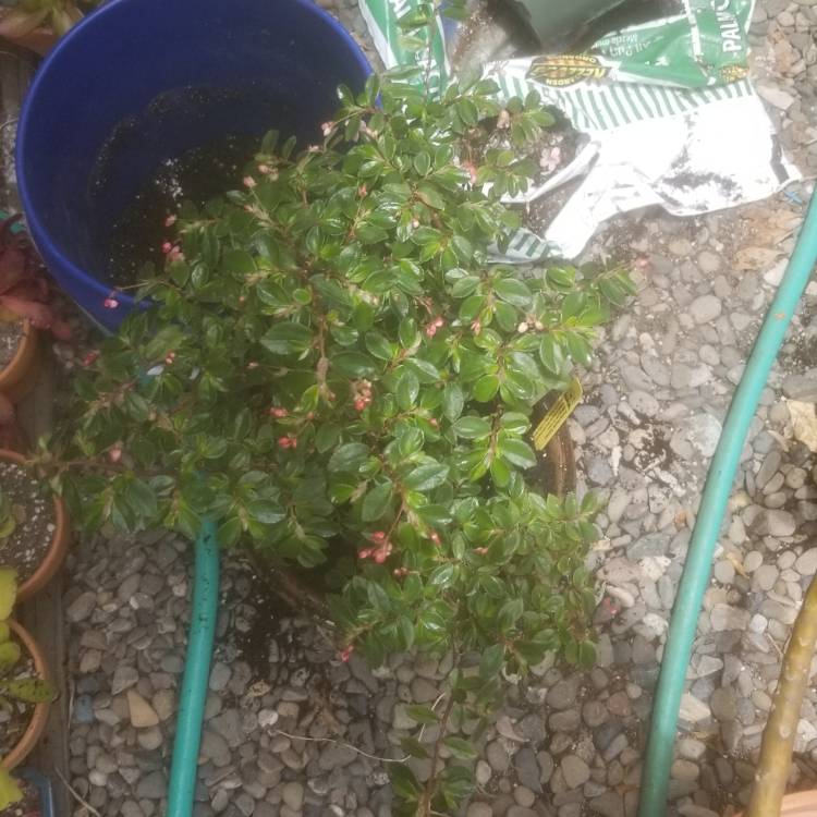 Plant image Begonia foliosa var. miniata