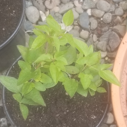 Plant image Clematis viticella 'Polish Spirit'
