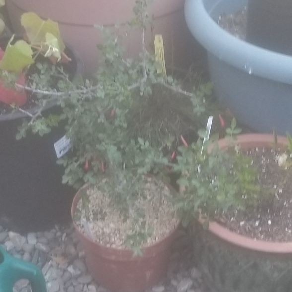 plant image 1102011