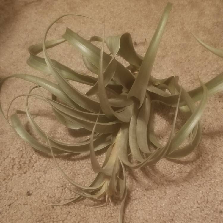 plant image 1103403