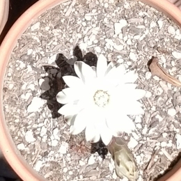 Plant image Gymnocalycium Bruchii