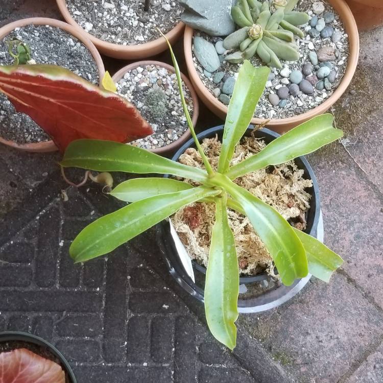 Plant image Nepenthes