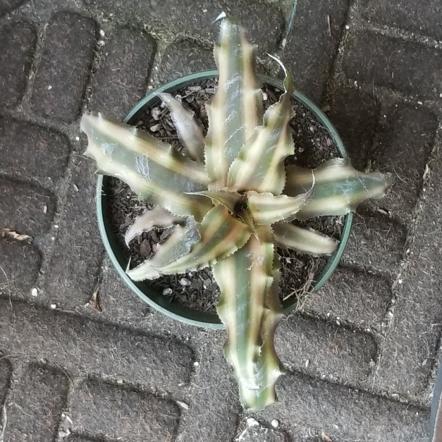 Plant image Cryptanthus Bivittatus