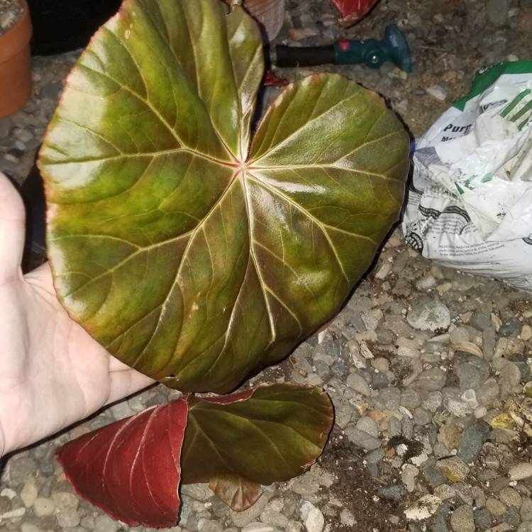 Plant image Begonia 'Red Fred'