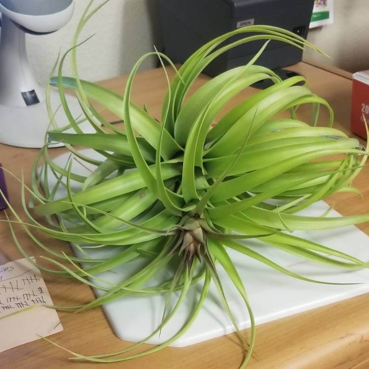 Plant image Tillandsia roland-gosselinii