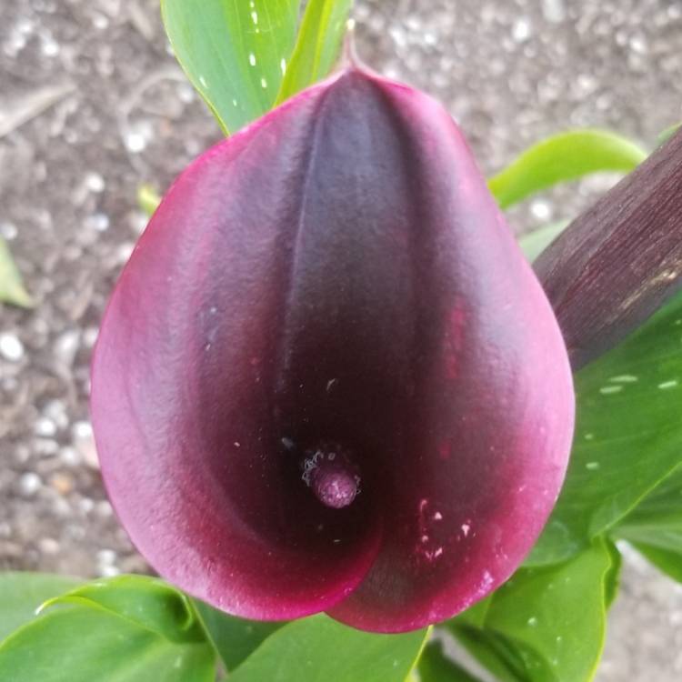 plant image 1118543