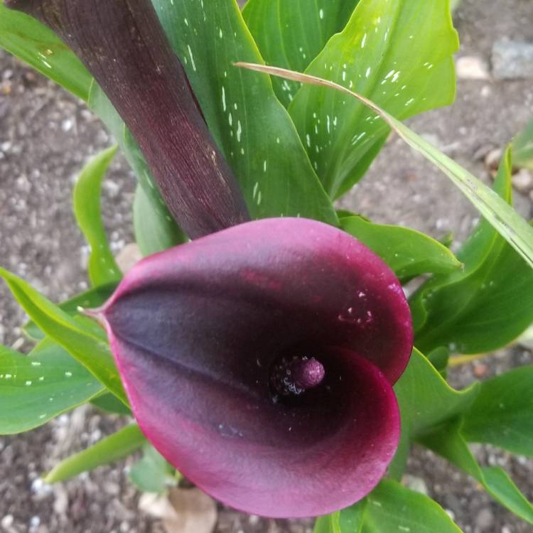 Plant image Zantedeschia 'Black Star'