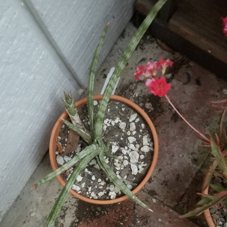 Plant image Sansevieria suffruticosa