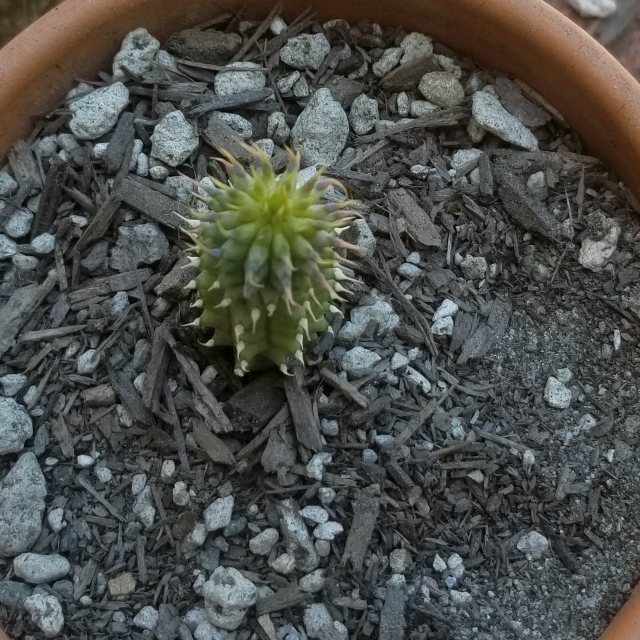 Plant image Hoodia Gordonii