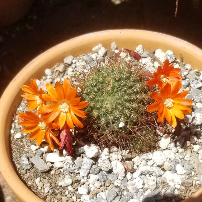 plant image 1120390