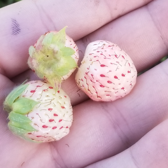 plant image 1125275
