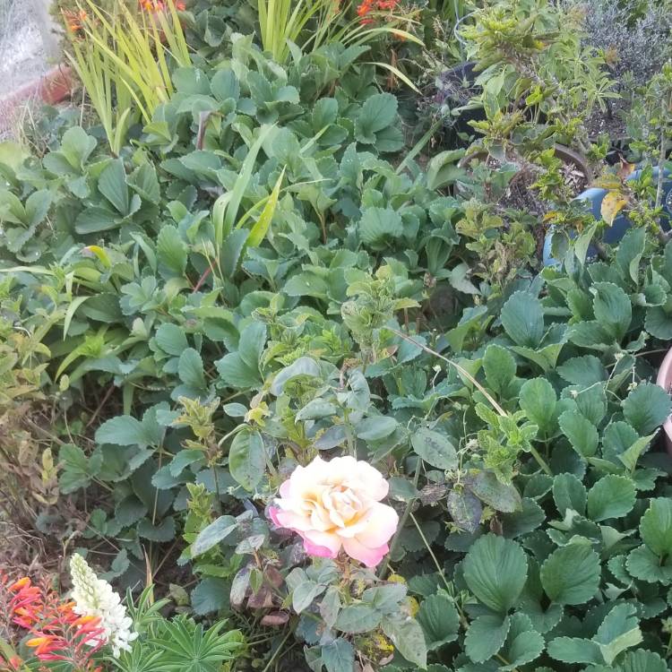 plant image 1125277