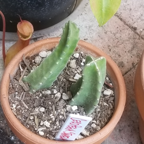 Plant image Stapelia